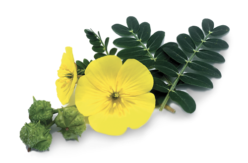 tribulus 